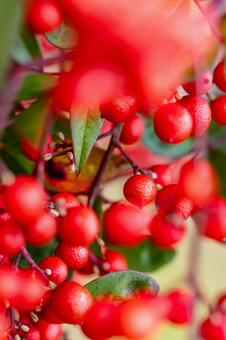 ナンテンの実⒂ 実,ナンテン,植物の写真素材