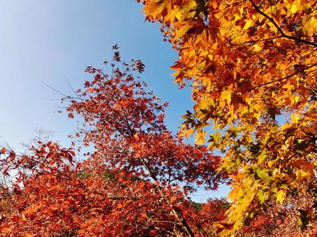 紅葉と青空の共演 紅葉,もみじ,秋の写真素材