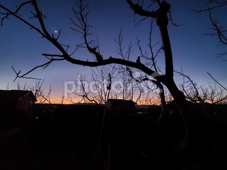クルミの剪定、夕暮れ 夕暮れ,空,冬の写真素材