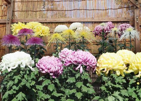 菊花展　菊の花 菊,秋,秋の花の写真素材