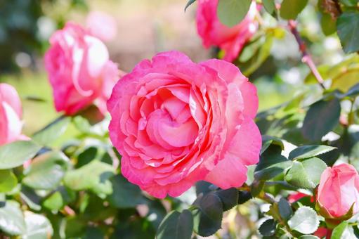 薔薇 ピンクパンサー 薔薇 ピンクパンサー 薔薇,ピンクパンサー,花の写真素材