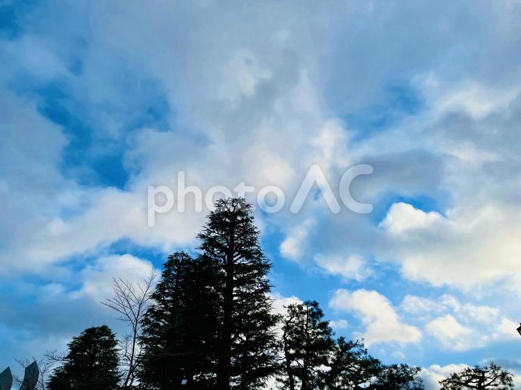 街路樹と空 木々,青空,街路樹の写真素材