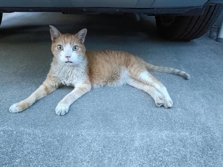 車の下のねこ 車の下のねこの写真