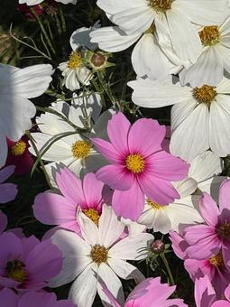 コスモス コスモス,コスモス畑,秋桜の写真素材