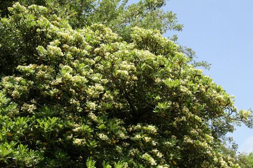 Photo, blooming landscape, circadian inflorescence, spatula shape, 