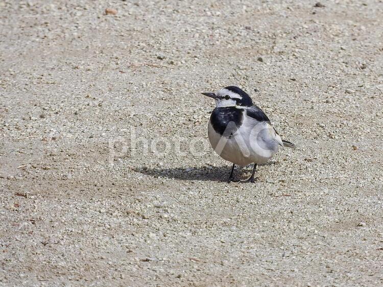 遠くを見るハクセキレイ 全身,小鳥,野鳥の写真素材