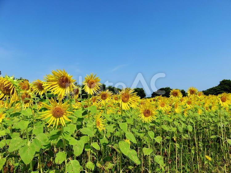 ひまわり畑　池上ひまわりパーク　福井県 福井県,坂井市,三国町の写真素材