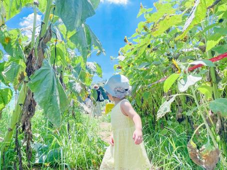 ひまわり畑の女の子 風景,ひまわり畑,向日葵の写真素材