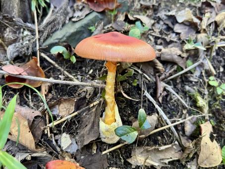 秋の山に生えているタマゴタケ 秋の山に生えているタマゴタケ タマゴタケ,キノコ,食用キノコの写真素材
