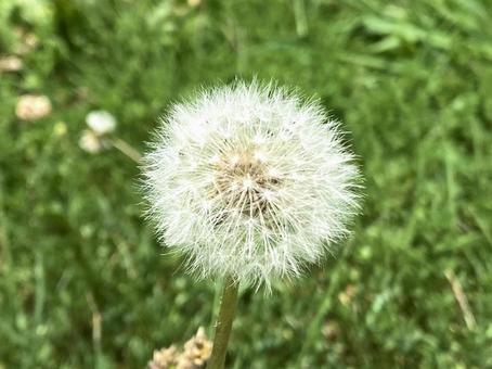 Dandelion fluff, JPG Dandelion fluff, JPG