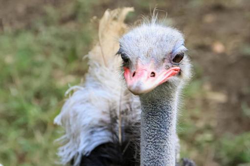 ダチョウ ダチョウ ダチョウ,鳥,鳥類の写真素材