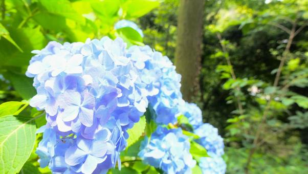 紫陽花の花 紫陽花の花の写真