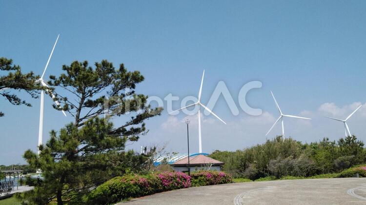 公園から見える風力発電 公園から見える風力発電,松と風力発電,公園の松の写真素材