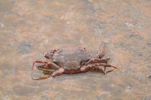 カニ 海,カニ,生物の写真素材