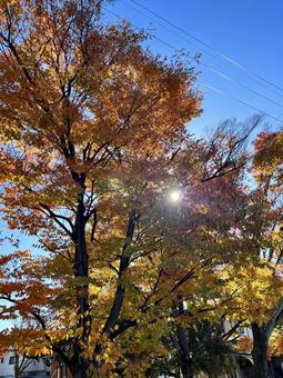 秋の木漏れ日 秋,自然,風景の写真素材