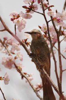 ひよどりと桜 ひよどりと桜の写真