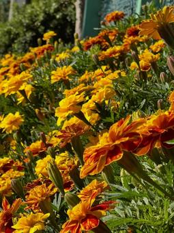 マリーゴールドの写真