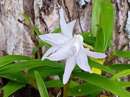 セッコク 石斛,花,白色の写真素材