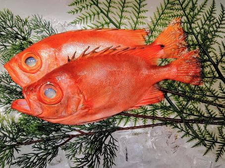 チカメキントキ チカメキントキ 金時鯛,チカメキントキ,魚の写真素材