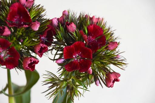 Photo, nagisa, nadesico, flower, 