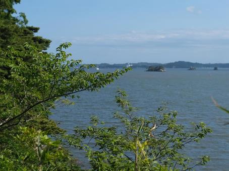 松島 松島,日本三景,木の写真素材