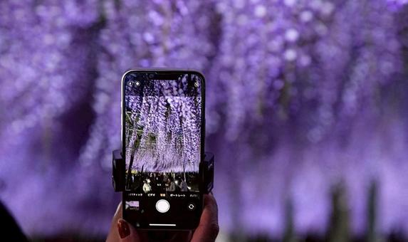 Photo, fuyu's flower, smartphone, flower, 