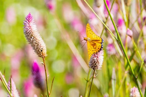 ツマグロヒョウモン(110) ツマグロヒョウモン(110)の写真