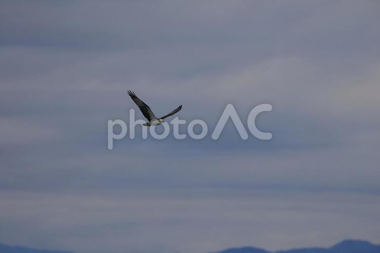 ミサゴ ミサゴ,野鳥,鳥の写真素材