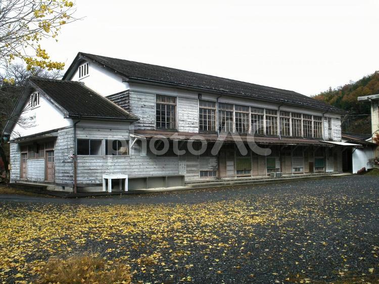 レトロな木造校舎とイチョウの落ち葉 レトロ,木造校舎,廃校の写真素材