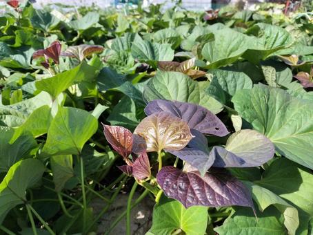 サツマイモの葉と弦 さつまいも,葉,畑の写真素材