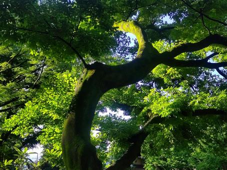 緑陰 緑陰の写真