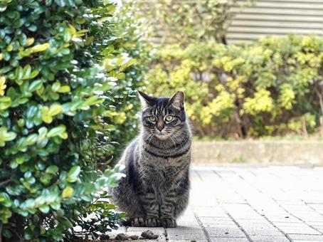 遠くを見つめて佇む猫 遠くを見つめて佇む猫 猫,茶トラ,ネコの写真素材