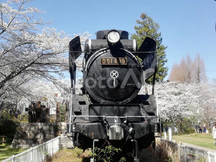 満開の桜と展示された蒸気機関車D 51 蒸気機関車,sl,d51の写真素材