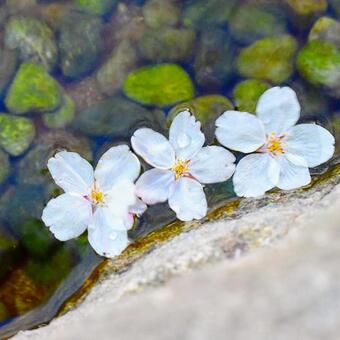 Cherry Blossoms, cherry tree, kembang, alam, JPG