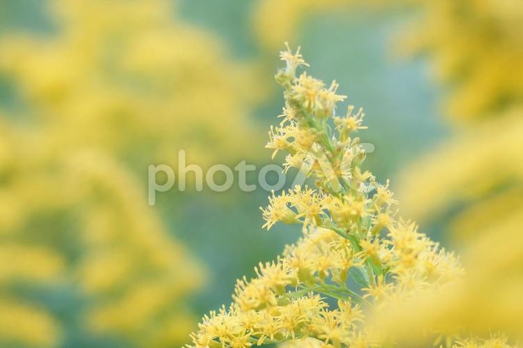 セイタカアワダチソウ7 セイタカアワダチソウ,花,黄色の写真素材