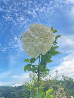 あじさい 紫陽花,花,白の写真素材