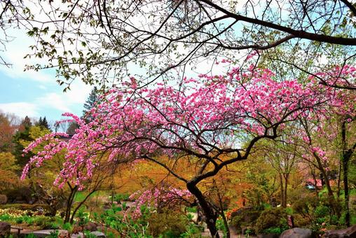 しだれ桜 しだれ桜の写真