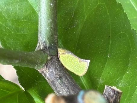 ヘリチャハゴロモ。 ヘリチャハゴロモ,外来種,蛾ではなくないの写真素材