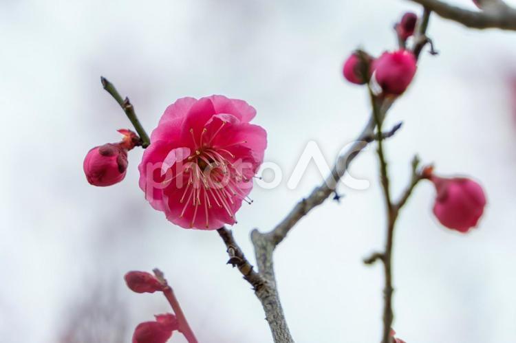濃いピンクの梅が咲く枝先 梅,花,花びらの写真素材