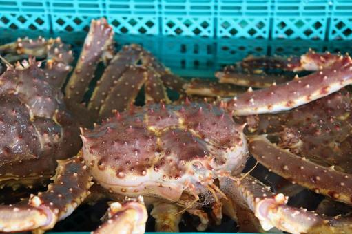 タラバガニ カニ,蟹,活きの写真素材