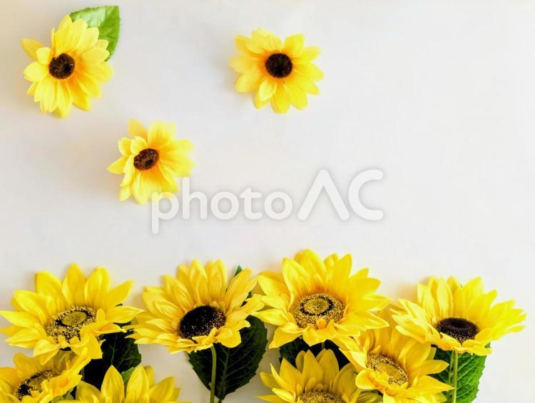 背景素材（夏イメージ）ひまわり9 ひまわり,夏,夏イメージの写真素材