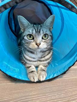 Tunnel and cat, JPG