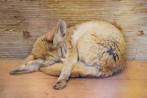 Photo, fennec, পশু, চিড়িয়াখানা, 