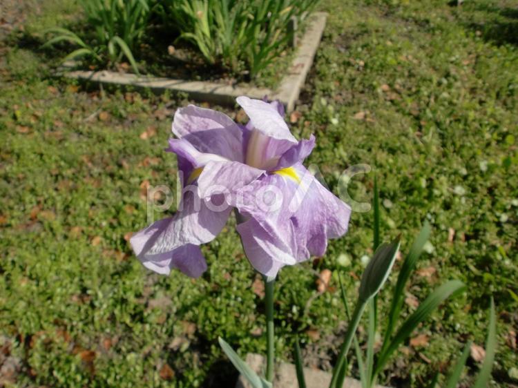 ５月初旬のハナショウブの花 植物,花,アヤメ科の写真素材
