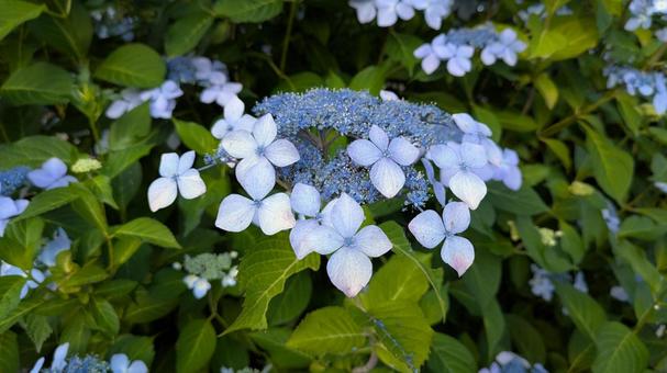 Photo, hydrangea, full bloom, blooming, 