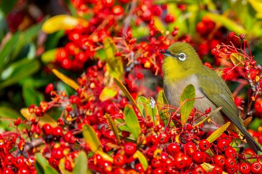 Pyracantha and Japanese white-eye copy space, JPG