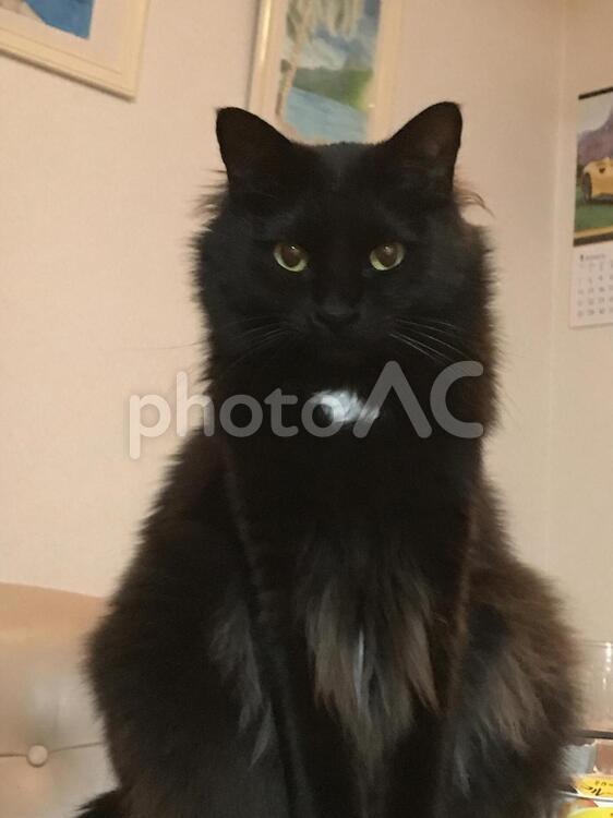 ささみのおやつが欲しい！ 黒猫,ネコとの生活,猫の写真素材