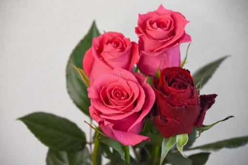 ピンクと赤のばら ピンクと赤のばら 水滴,花,薔薇の写真素材