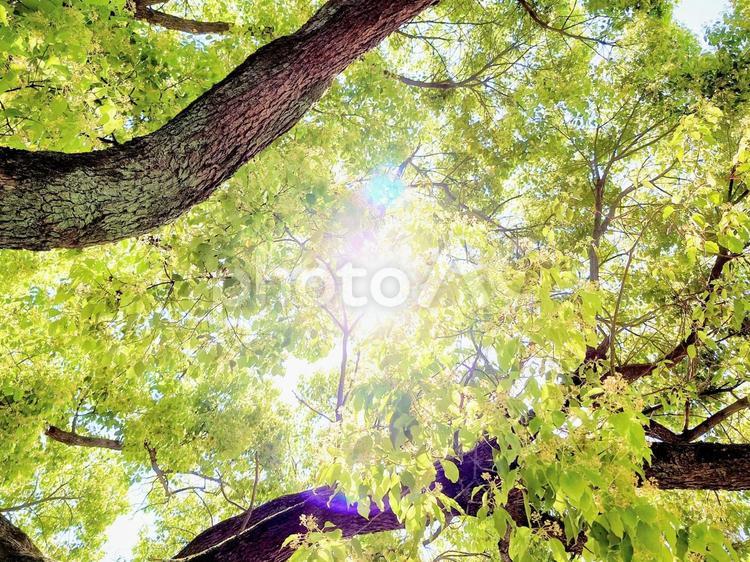 新緑と木洩れ日 木洩れ日,木漏れ日,こもれびの写真素材