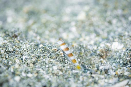 砂の巣穴から見張り中の小さなハゼ ハゼ,幼魚,稚魚の写真素材